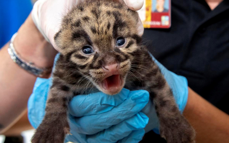 Clouded Leopard Kitten