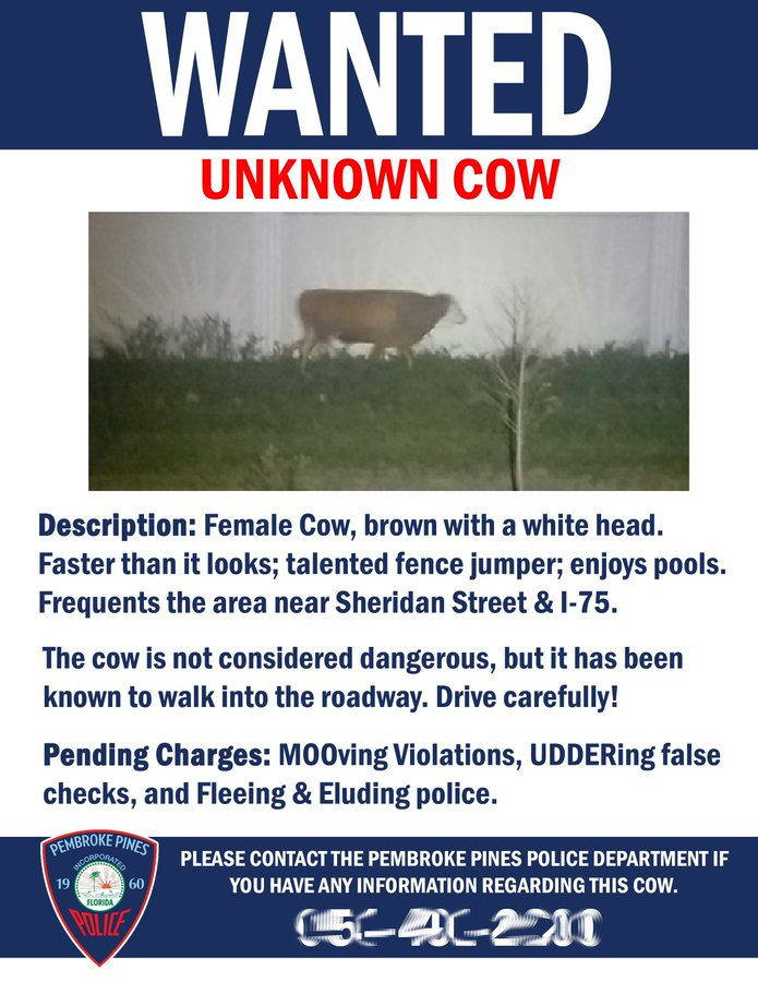 Wanted Unknown Cow